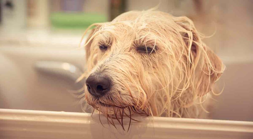 wet dog in a bath