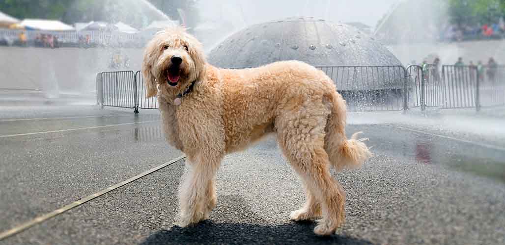 Are Labradoodles High Maintenance?