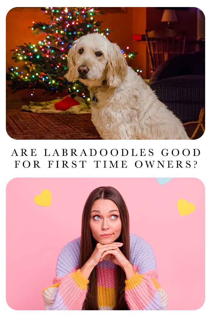 Are Labradoodles Good For First Time Owners?