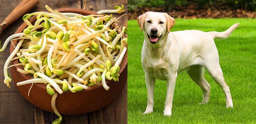 is mung beans good for dogs