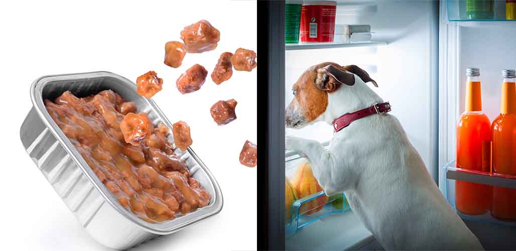 Labradoodle Food and Feeding Archives