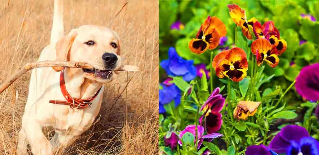 are pansies poisonous to dogs
