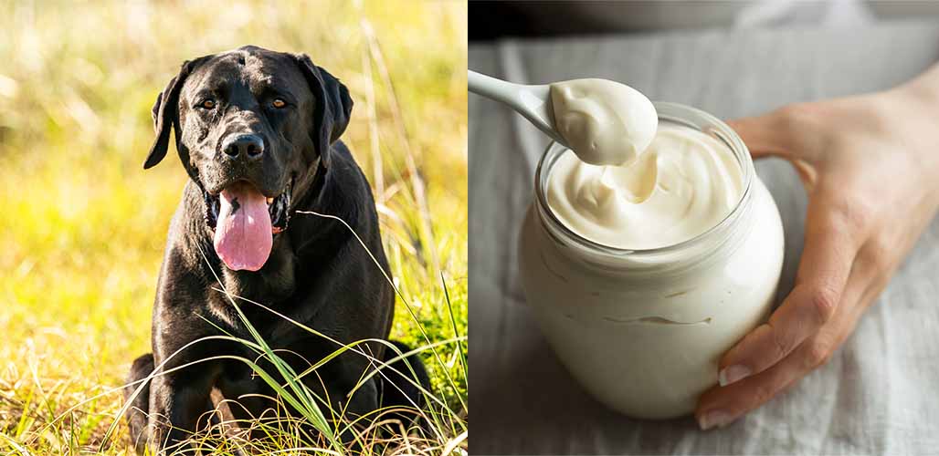 is mayonnaise harmful to dogs