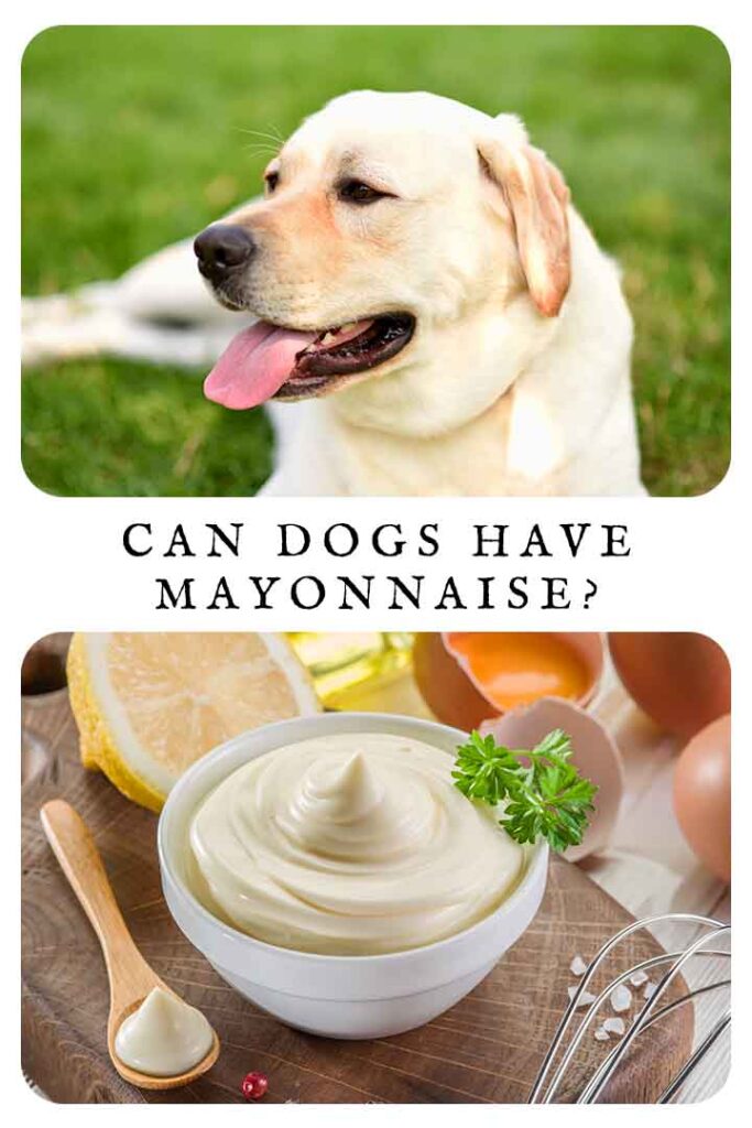 can dogs have mayonnaise