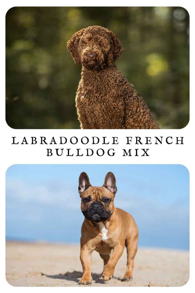 labradoodle french bulldog mix