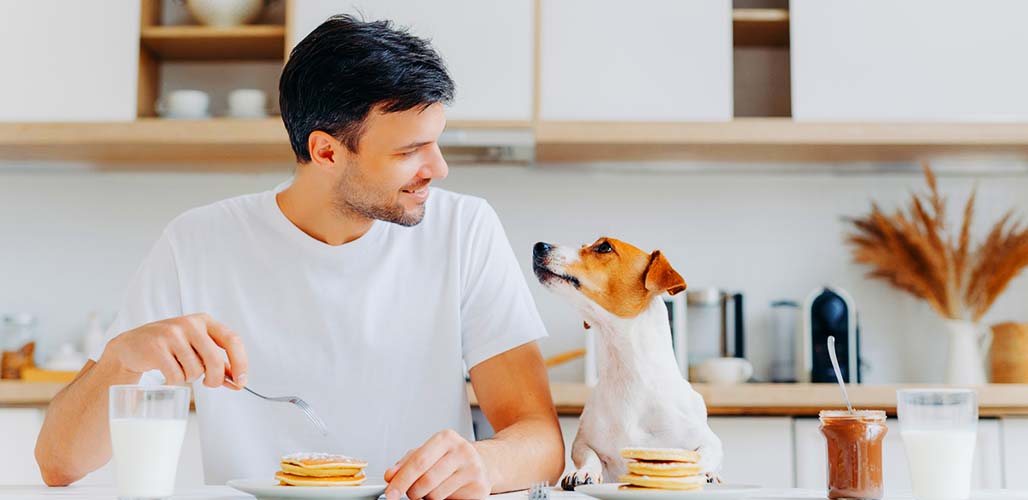 Should I Let My Dog Watch Me Eat?