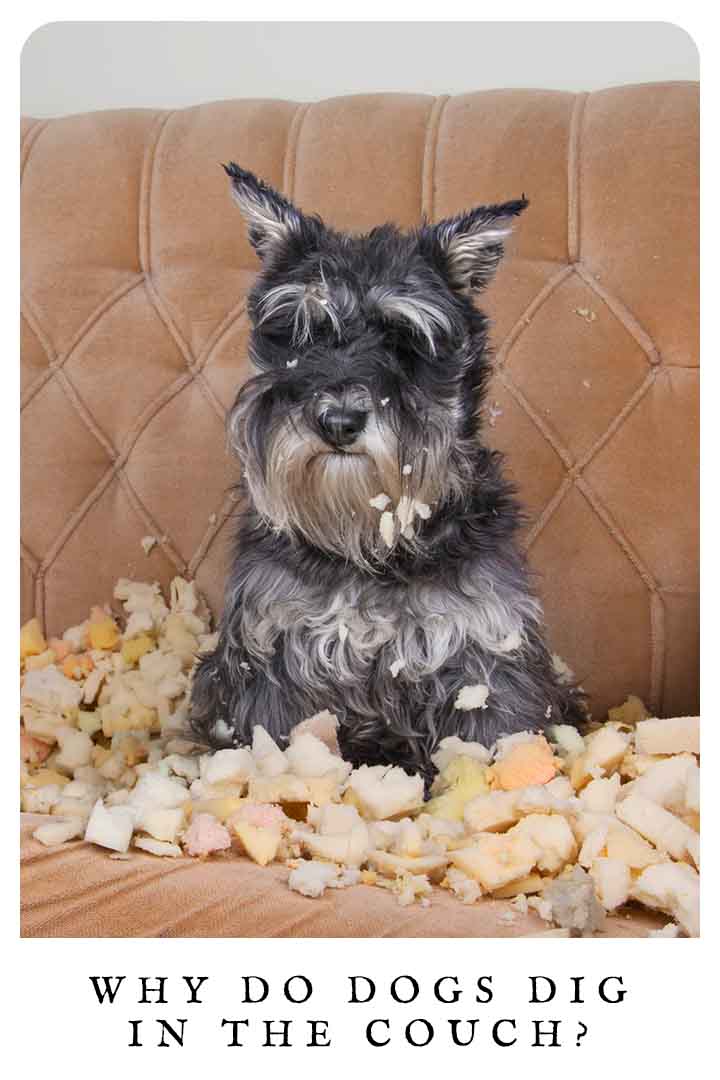 Why Do Dogs Dig In The Couch?
