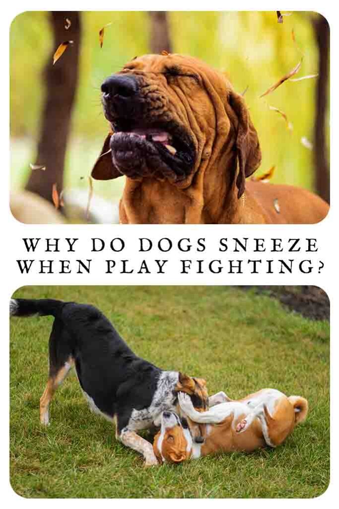 why do dogs sneeze when play fighting