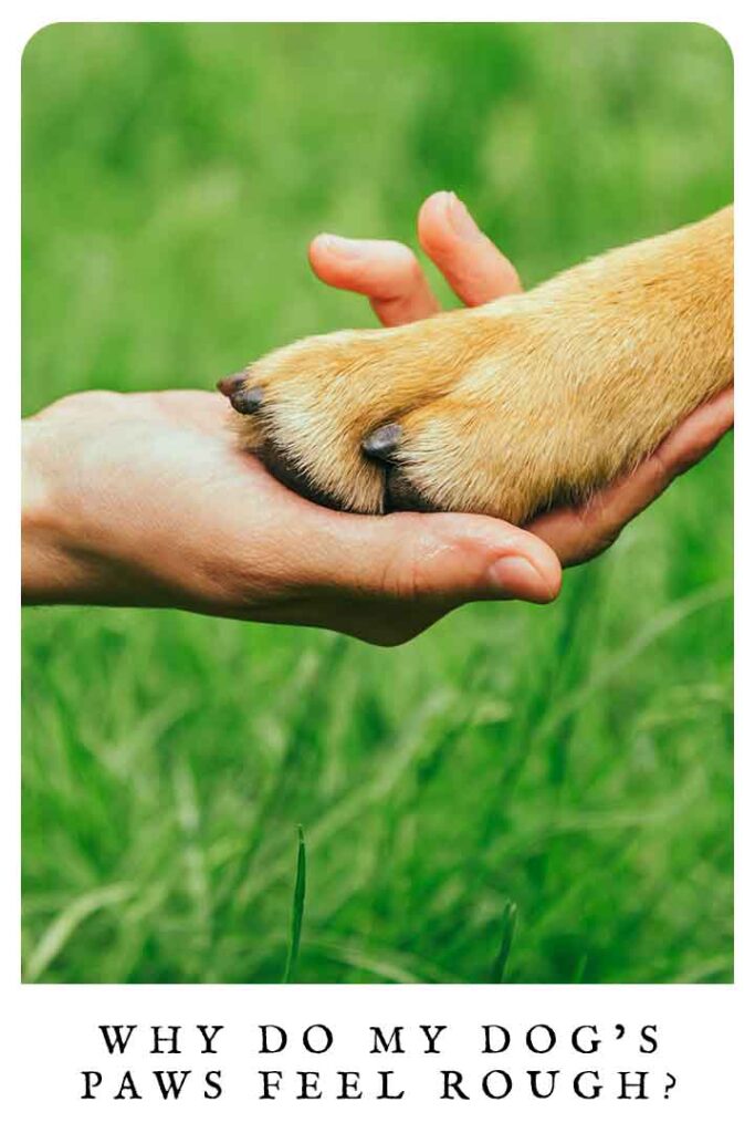 Can You Put Human Lotion On Dogs Paws
