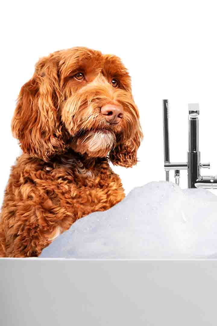Why Does My Dog Hate Baths?