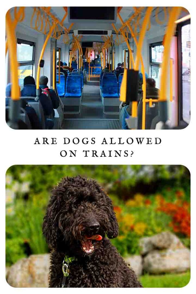 are dogs allowed on trains