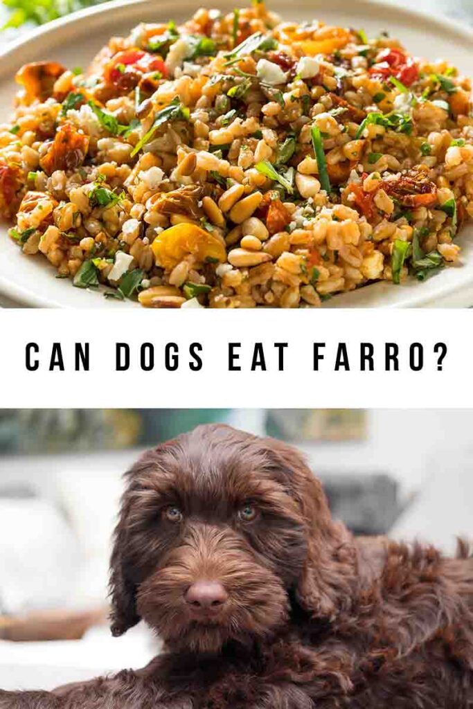 can dogs eat farro