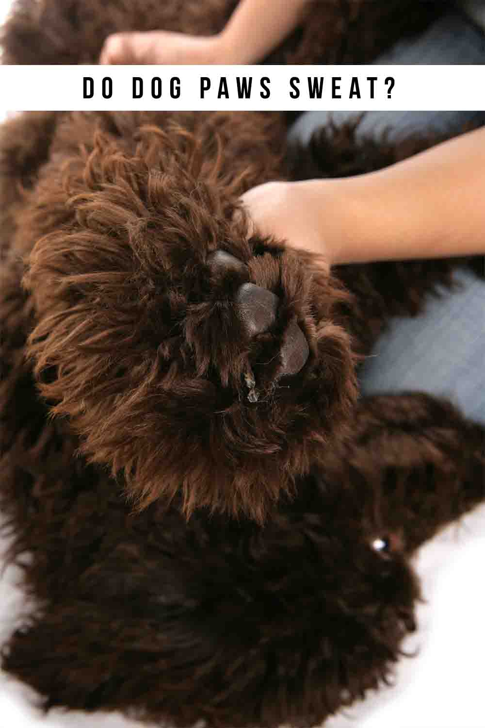 Do Dog Paws Sweat?