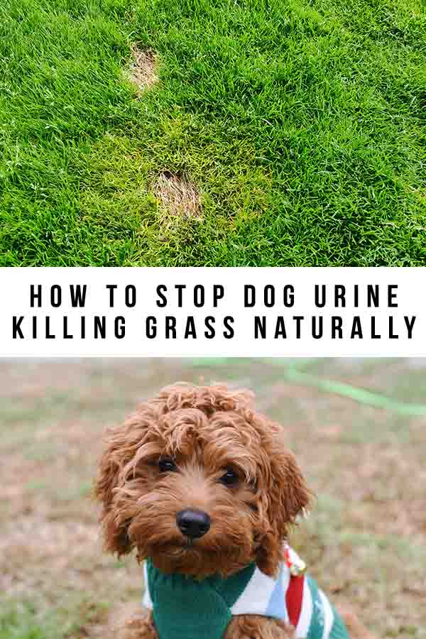 how to stop dog urine killing grass naturally