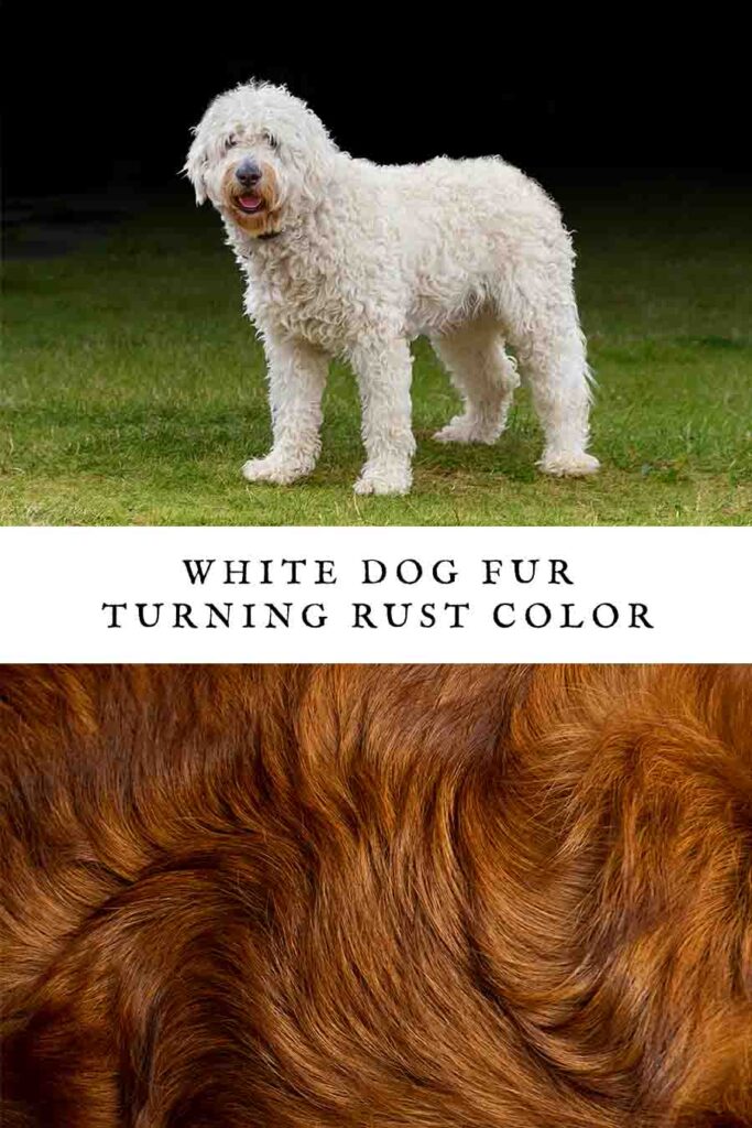 white dog fur turning rust color