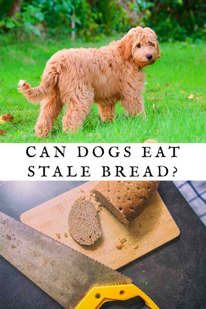 can dogs eat stale bread