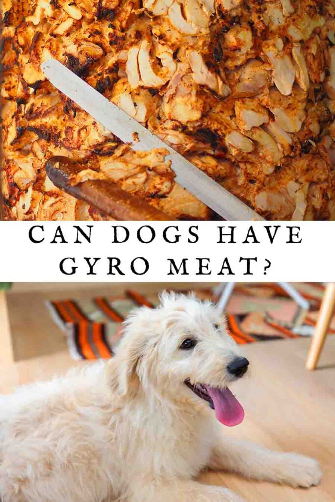 can dogs have gyro meat
