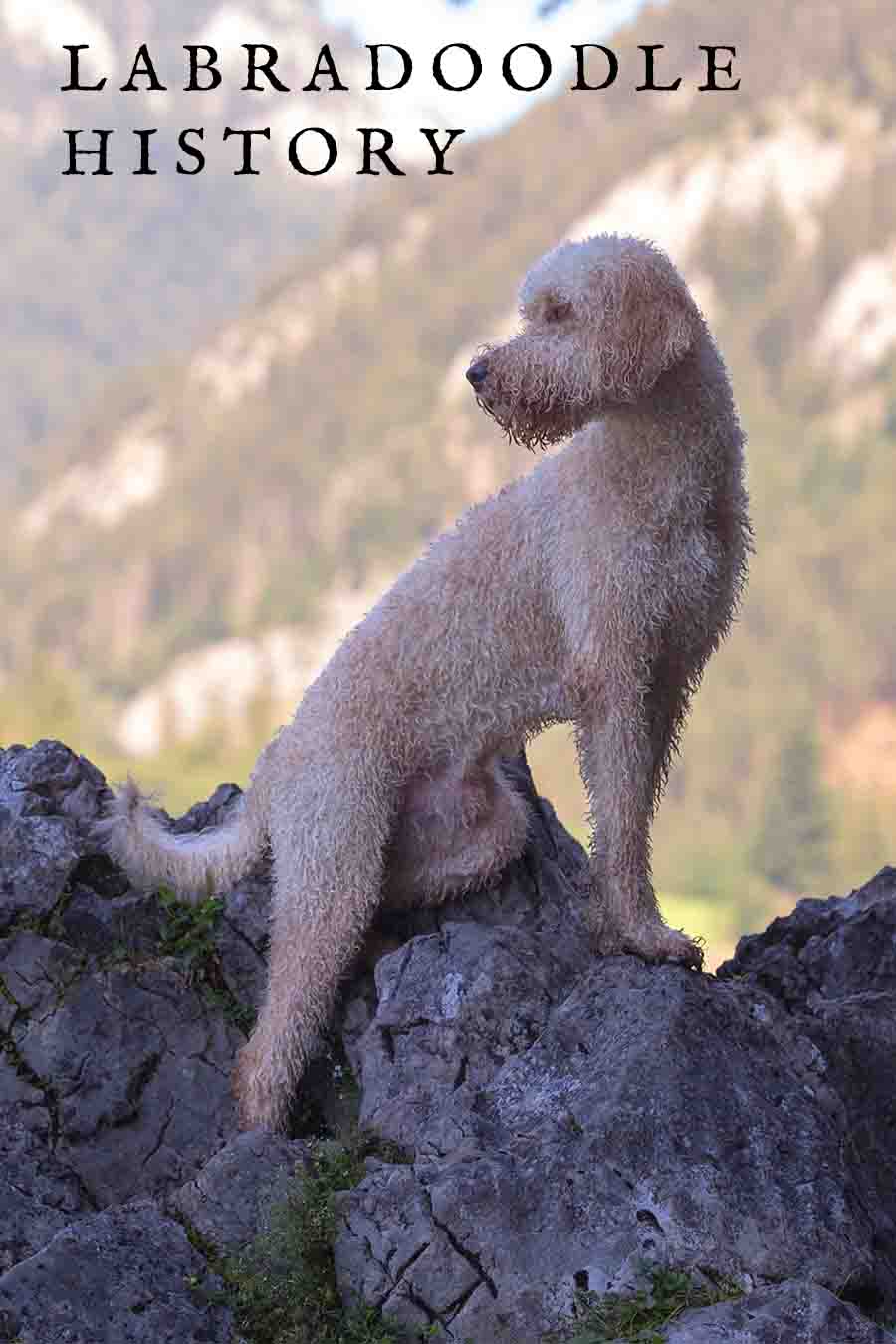Labradoodle History A Thoroughly Modern Origin Story
