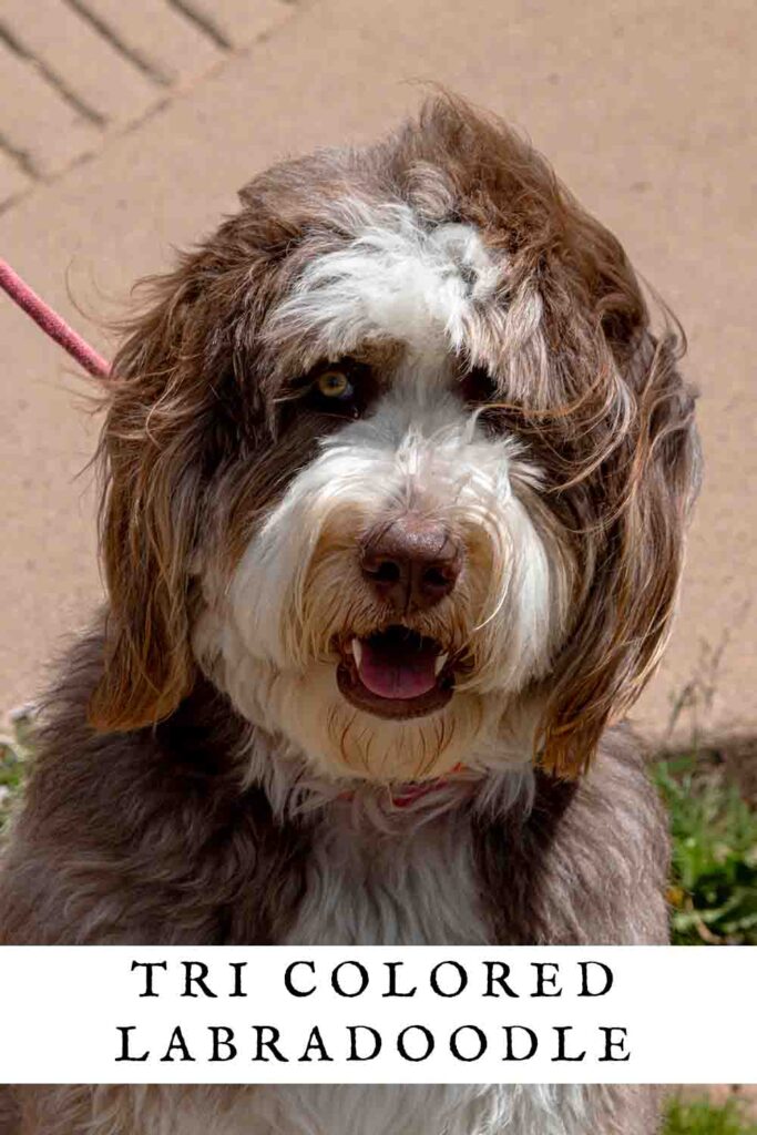 Tri Colored Labradoodle Colorful Curly Coats